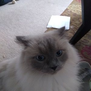 Meet your Posher, Jane